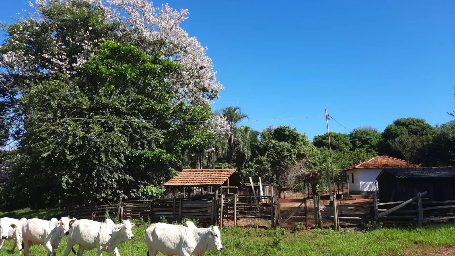 Comprar Fazenda